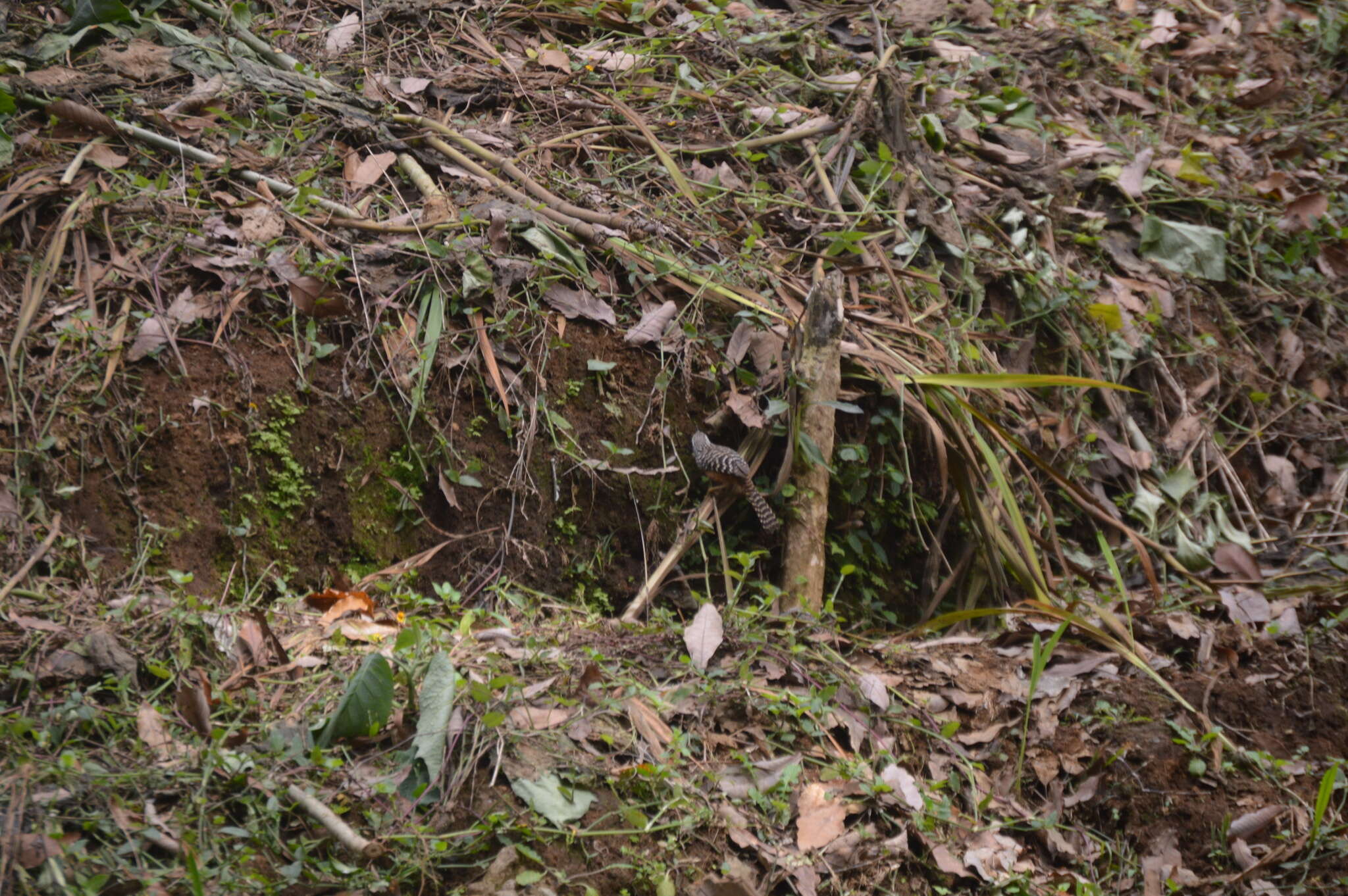 Image of Band-backed Wren