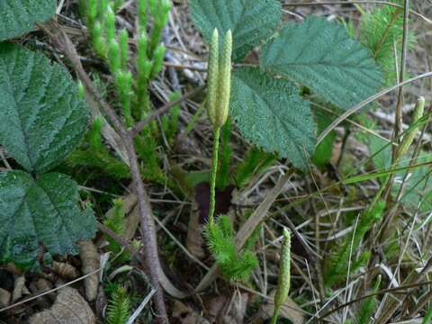 Image of Stag's-horn Clubmoss