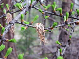 Larix occidentalis Nutt. resmi