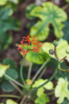 Imagem de Jatropha podagrica Hook.