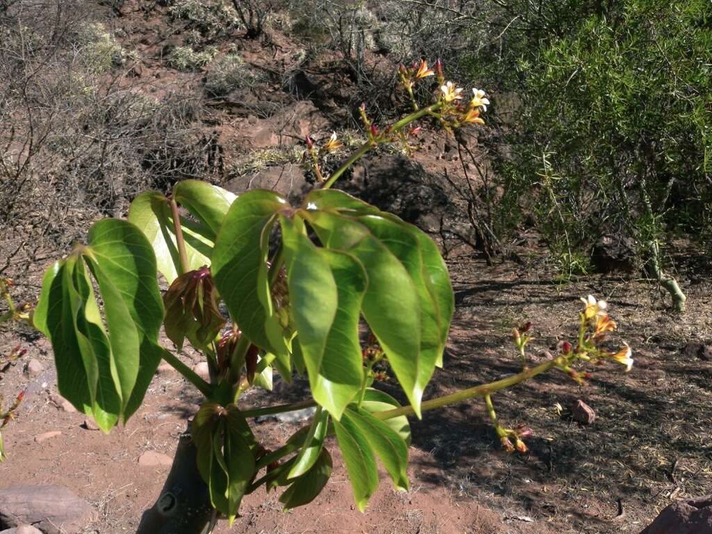 Imagem de Jatropha macrocarpa Griseb.