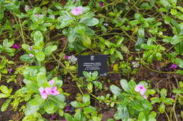 Image of Madagascar periwinkle