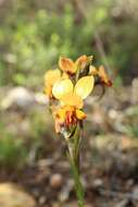 Image of Diuris brockmanii