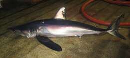 Image of Longfin Mako