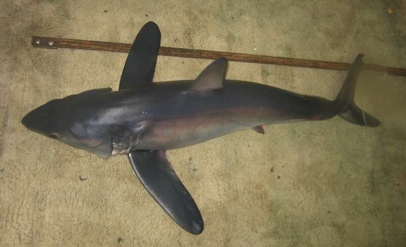 Image of Longfin Mako