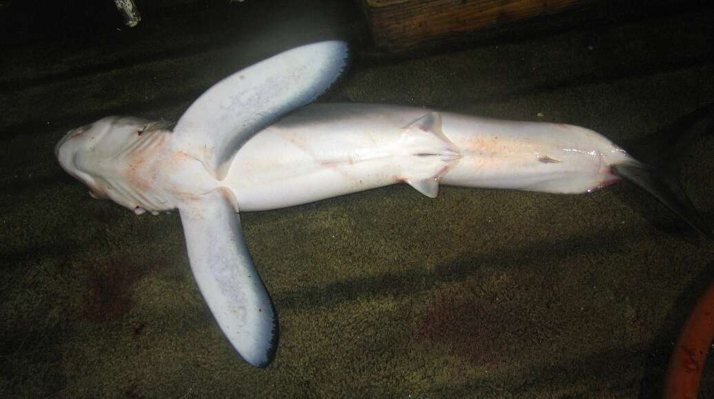 Image of Longfin Mako