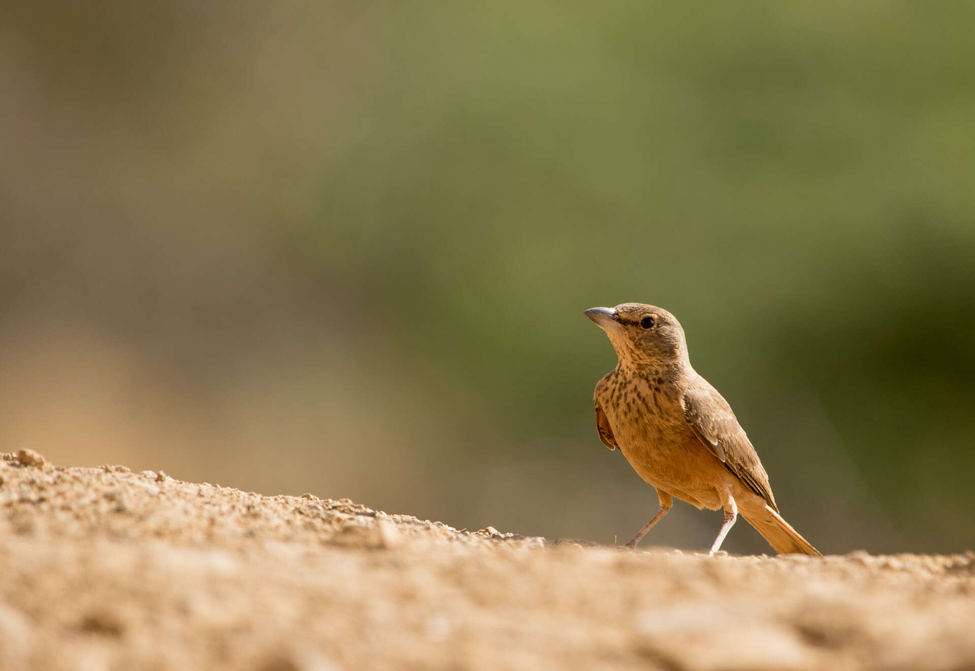 Image of Rufous-tailed Lark