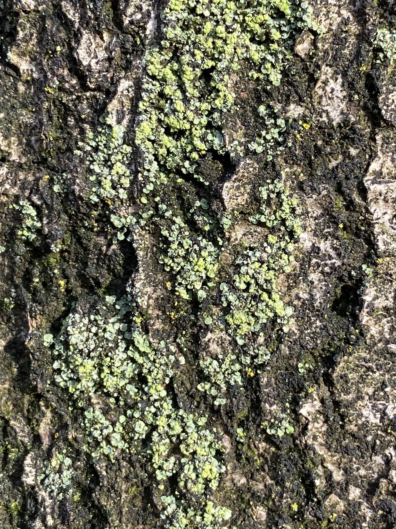 Image of Clam lichens