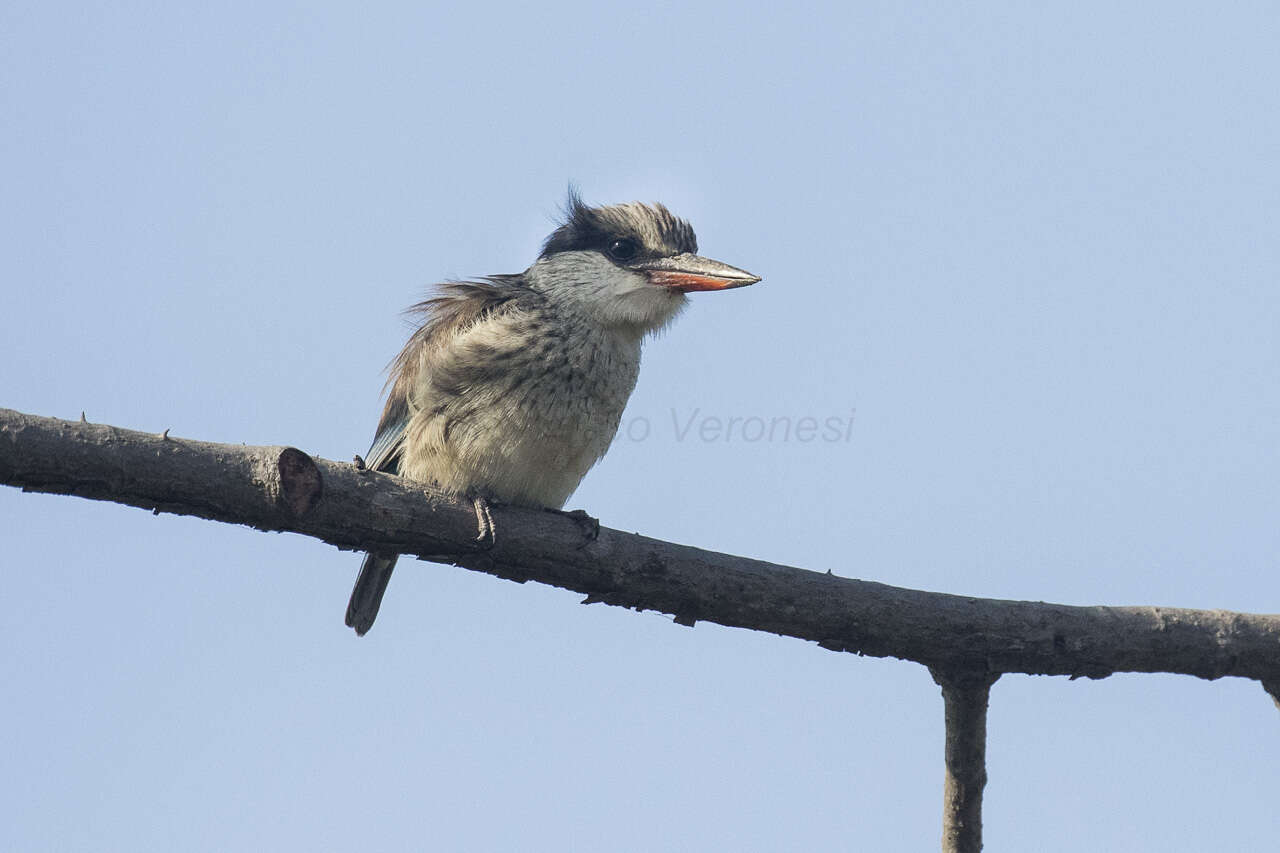 Image of Striped Kingfisher