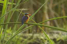 Image of Alcedo cristata