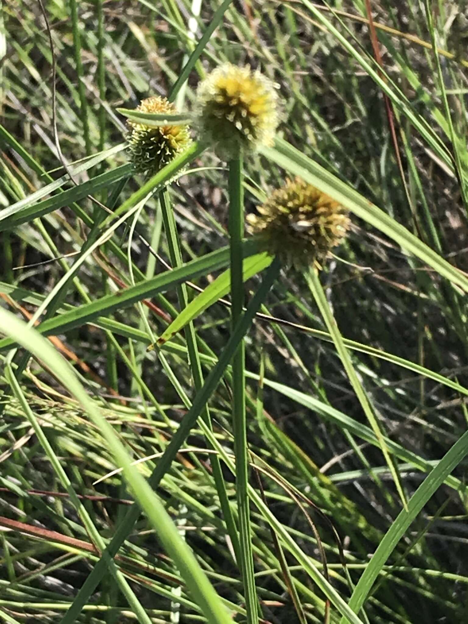 Image of Cyperus erectus (Schumach.) Mattf. & Kük.