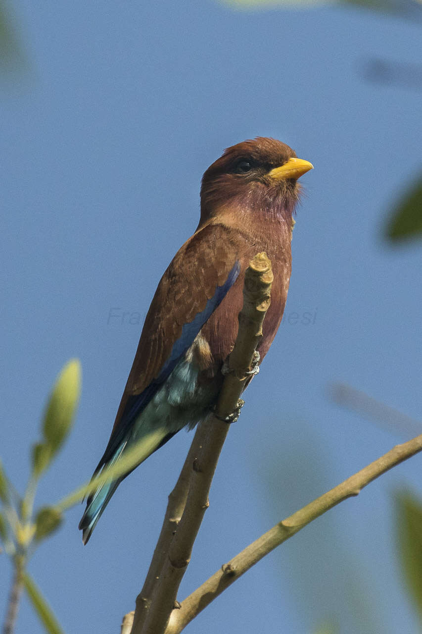 Plancia ëd Eurystomus glaucurus (Müller & Pls 1776)