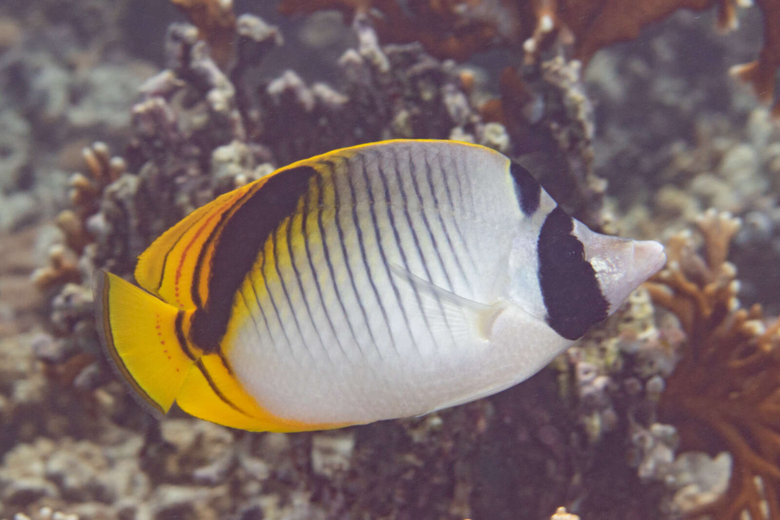 Image of Pig-face Butterflyfish