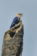 Image of Blue-bellied Roller