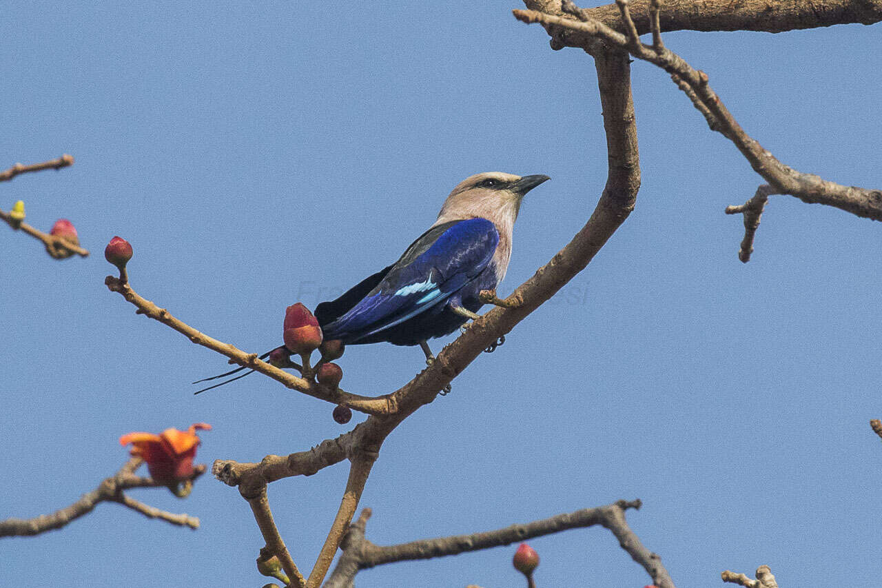 Image of Blue-bellied Roller