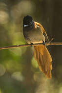 Image of African Paradise Flycatcher