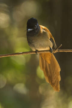 Image of African Paradise Flycatcher