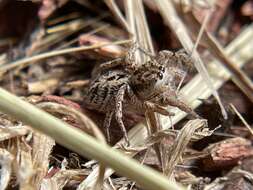 Image of Habronattus mustaciatus (Chamberlin & Ivie 1941)