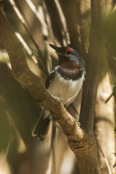 Image of Brown-throated Wattle-eye