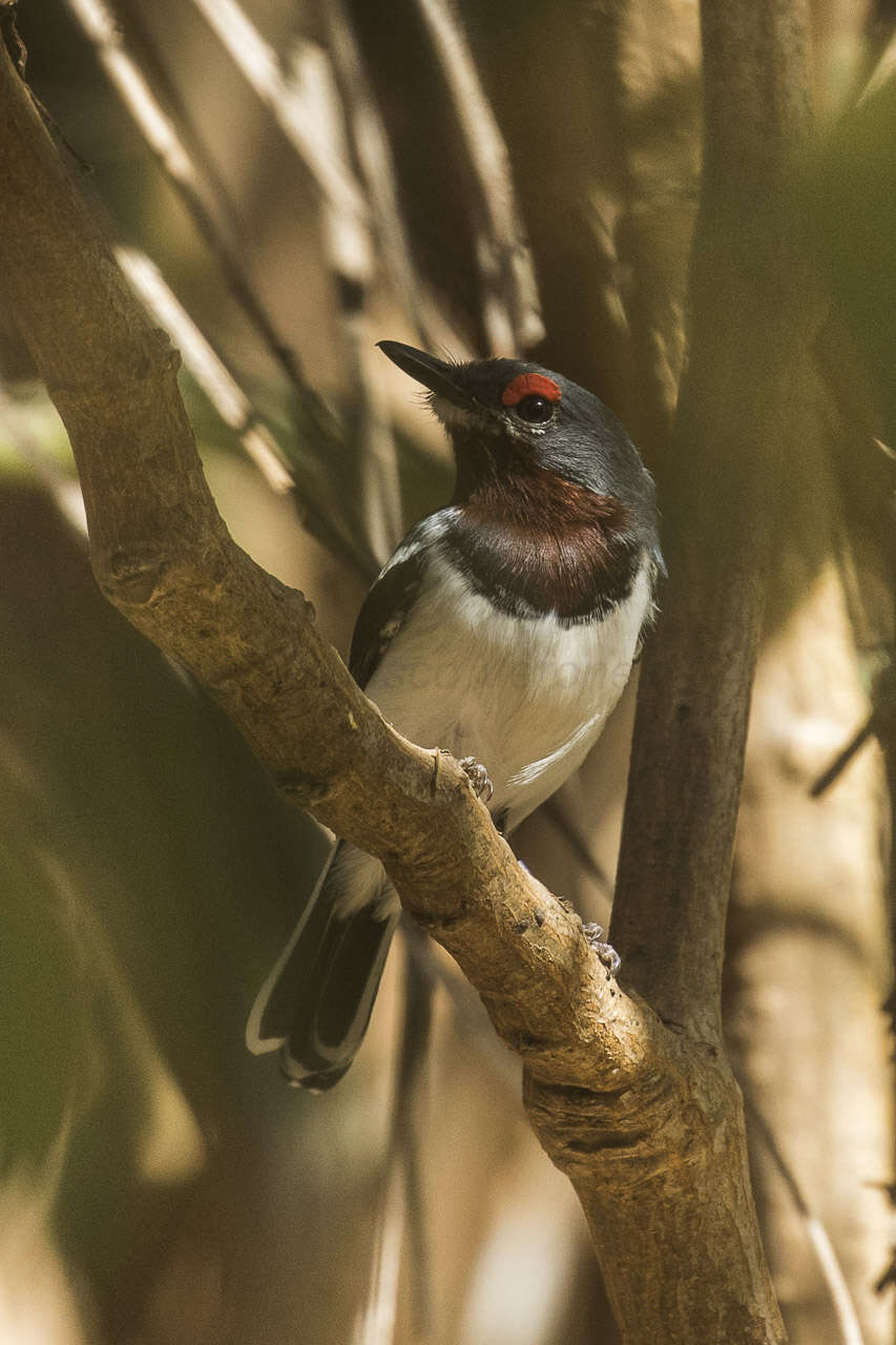 Слика од Platysteira cyanea (Müller & Pls 1776)