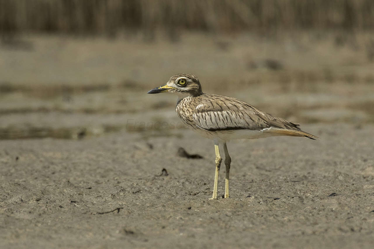 Image of Senegal Thick-knee