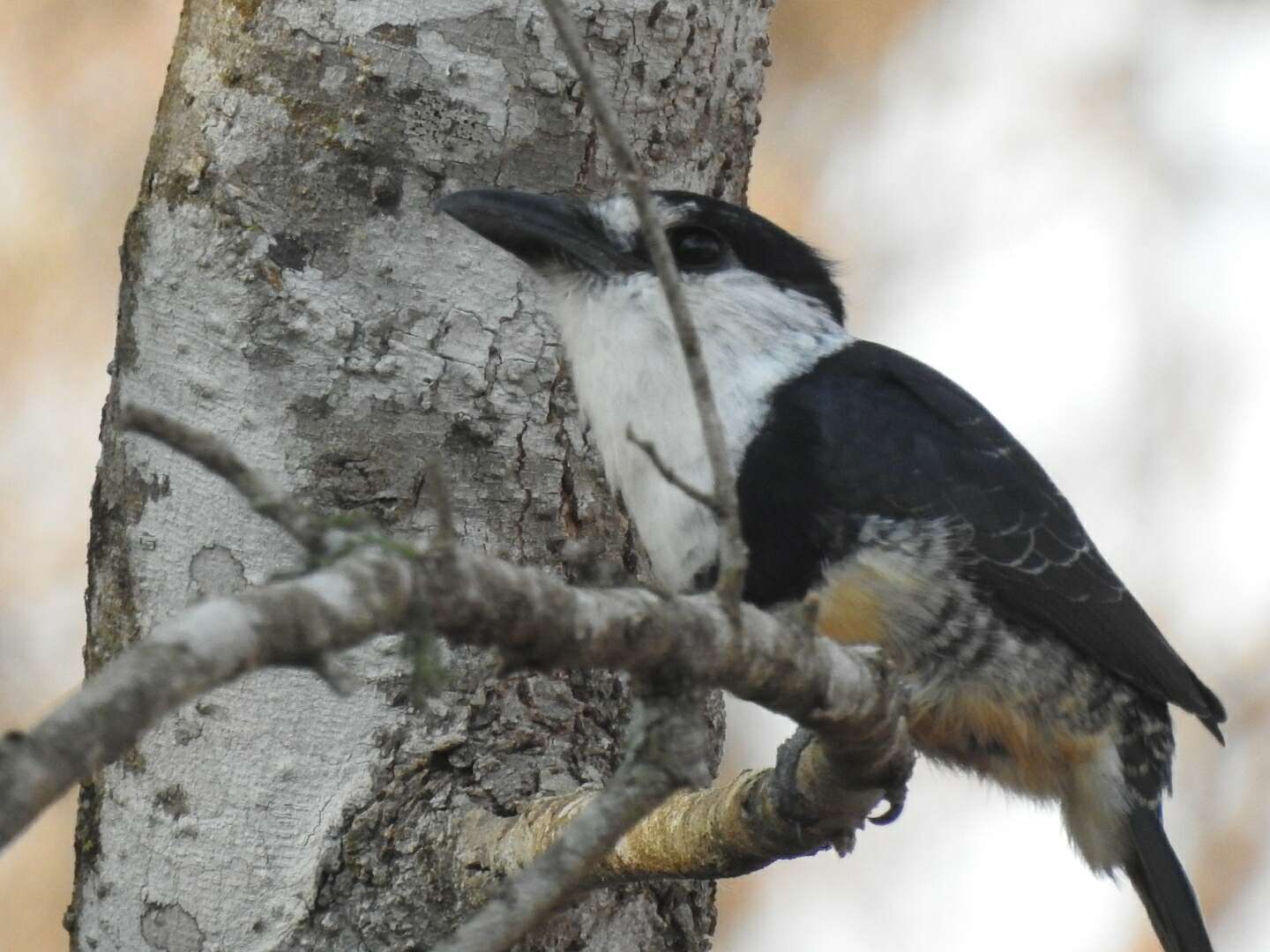 Image of Buff-bellied Puffbird