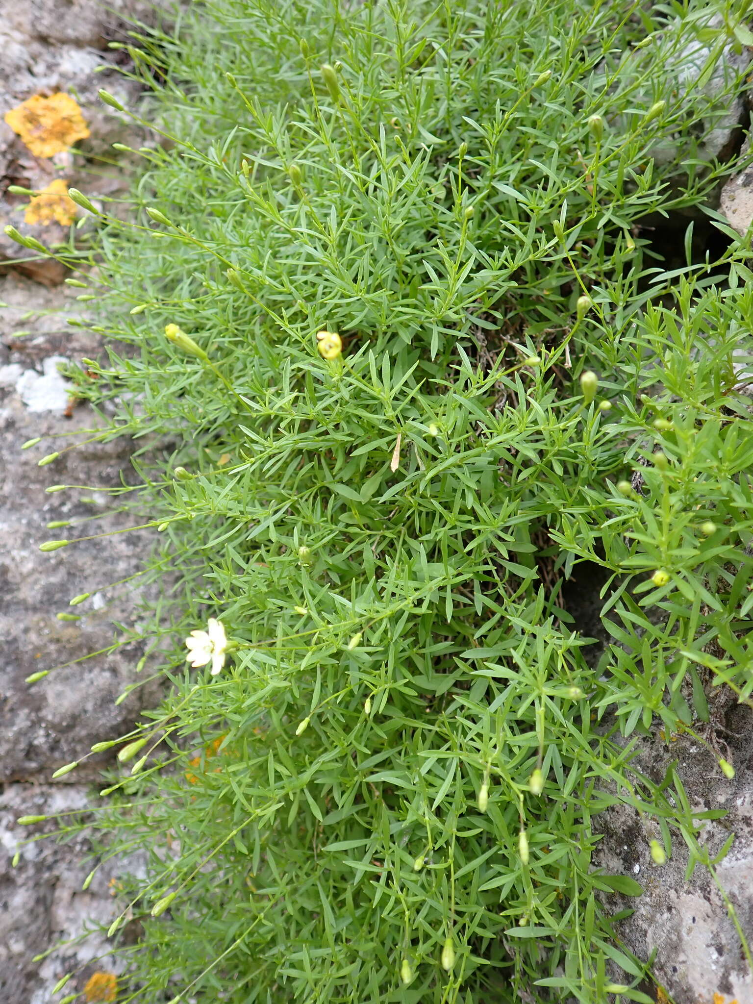 Image of Silene saxifraga L.