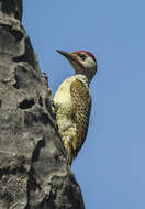 Image of Fine-spotted Woodpecker