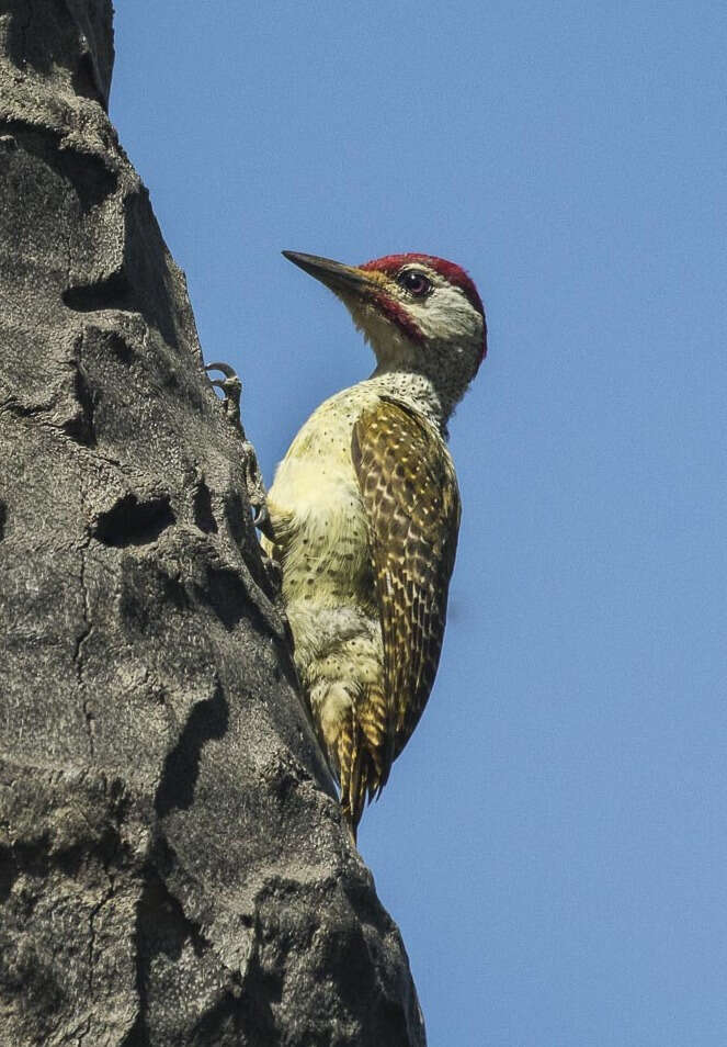 Image of Fine-spotted Woodpecker