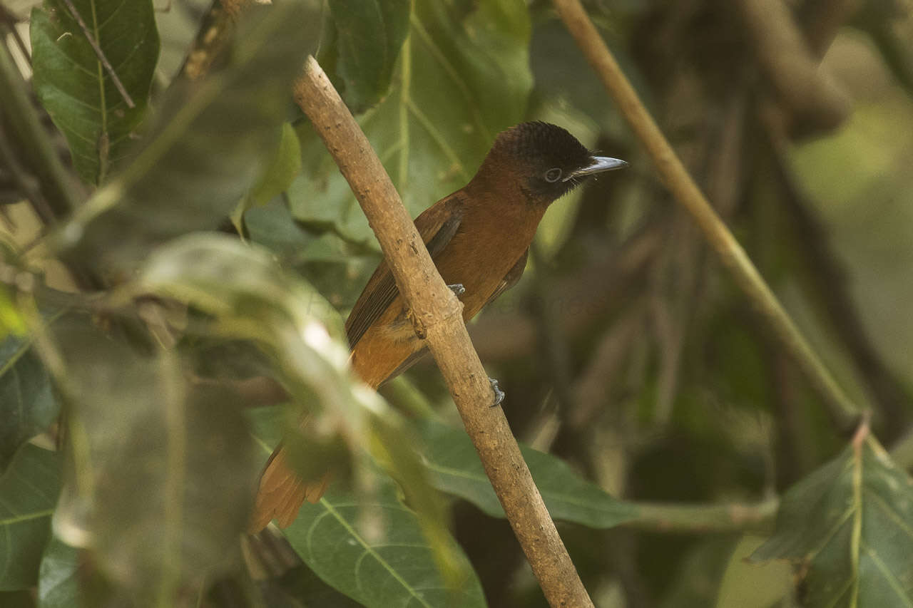 Image of Black-headed Paradise-Flycatcher