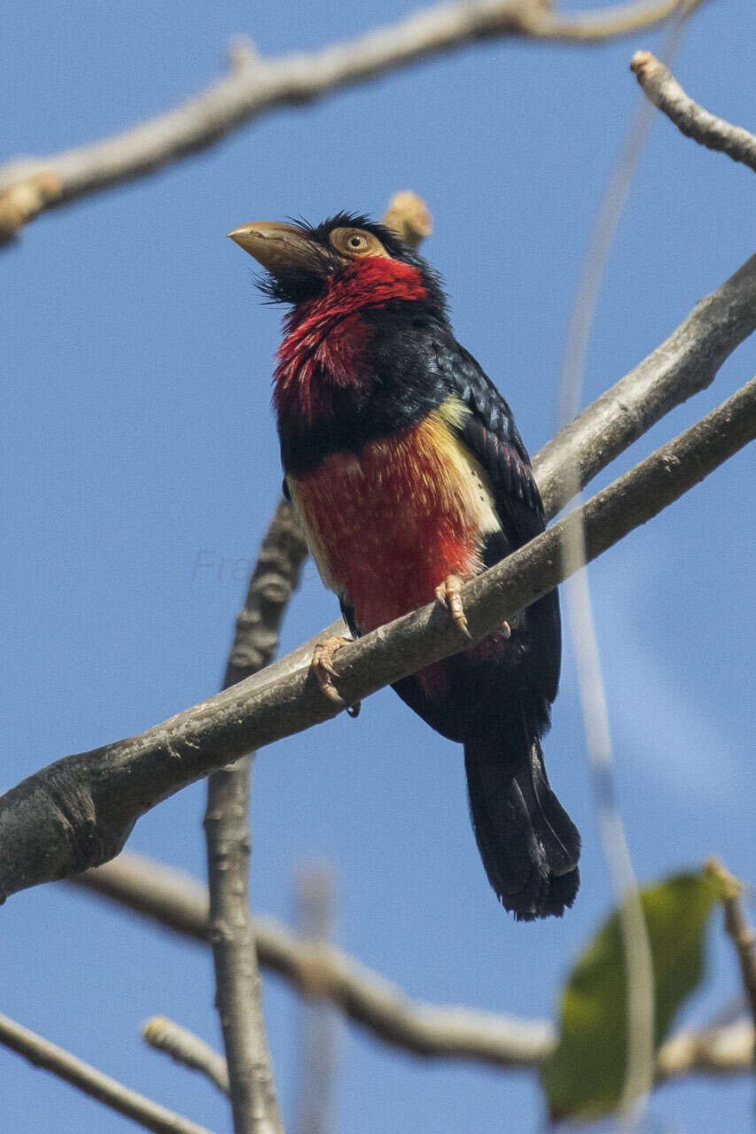 Image of Bearded Barbet