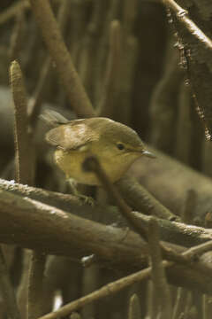 Image of Western Olivaceous Warbler