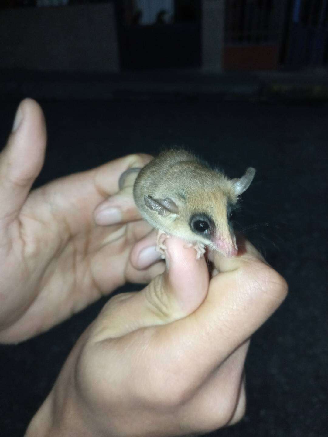 Image of Linnaeus's Mouse Opossum