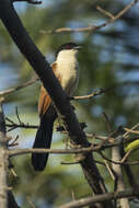 Plancia ëd Centropus senegalensis (Linnaeus 1766)