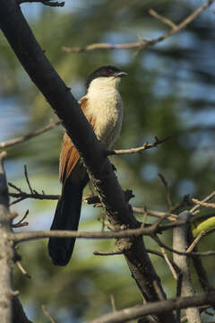 Image of Senegal Coucal