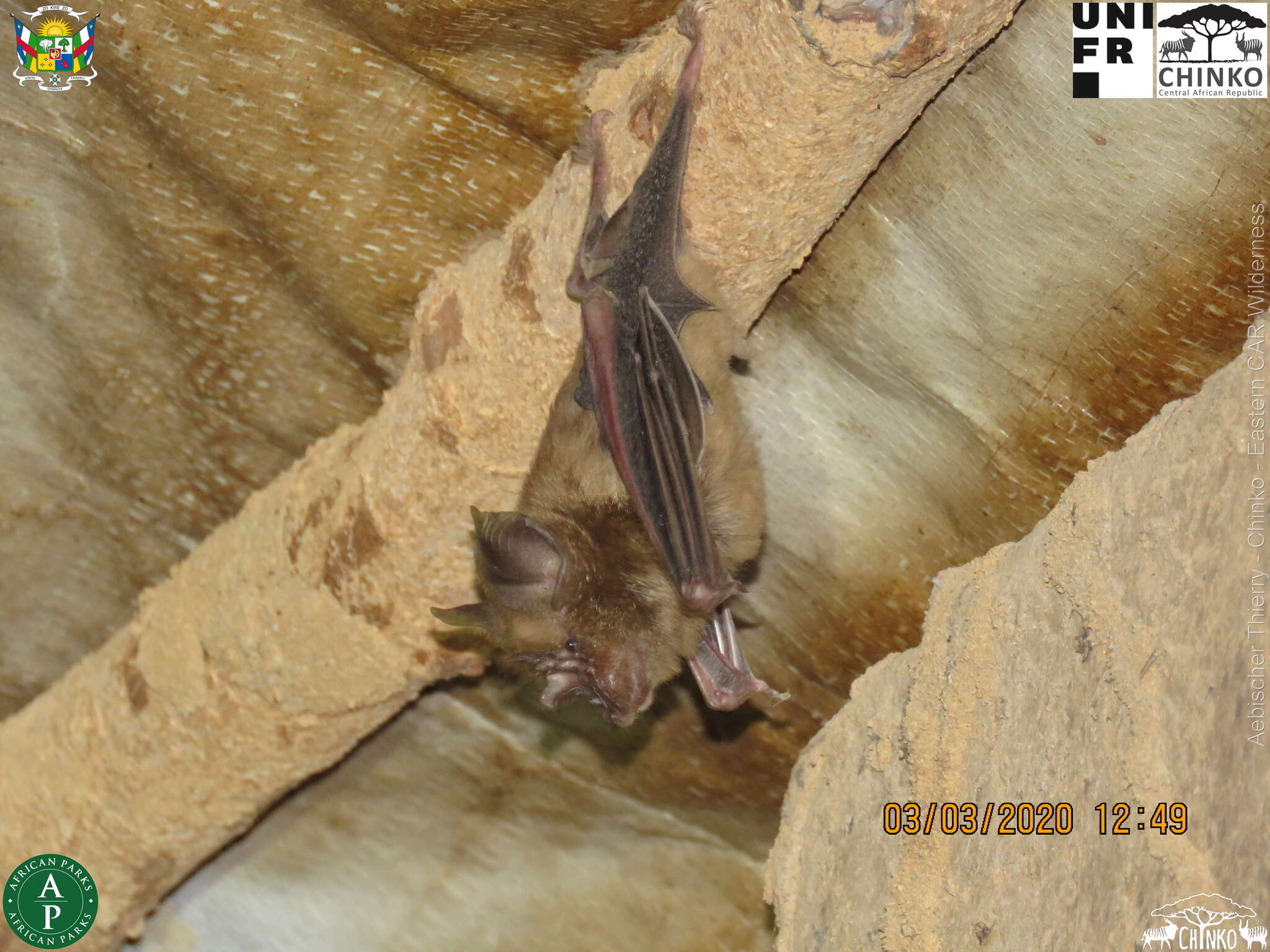 Image of Rüppell's Horseshoe Bat