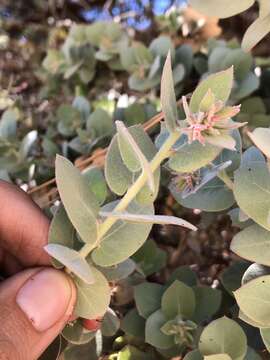 Слика од Arctostaphylos luciana P. V. Wells