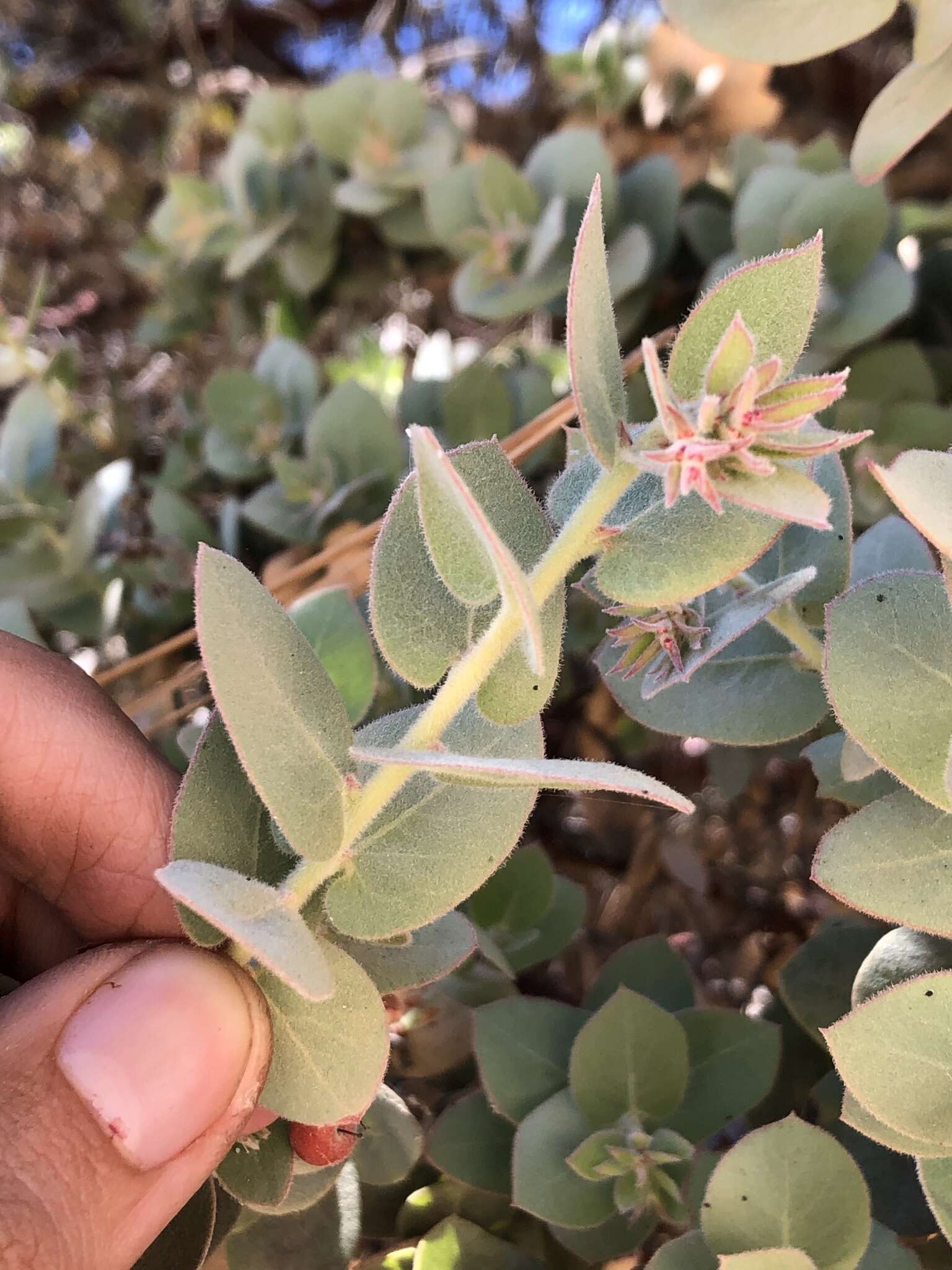 Imagem de Arctostaphylos luciana P. V. Wells