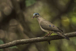 Image of Blue-spotted Dove