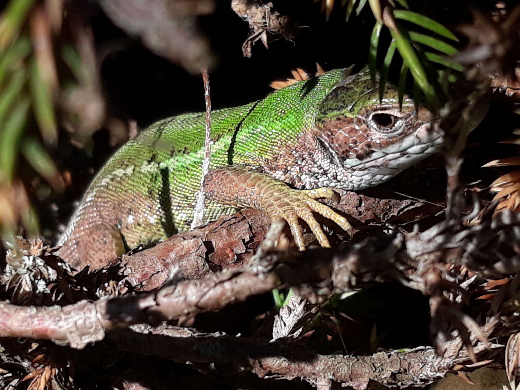 Image de Lacerta viridis viridis (Laurenti 1768)