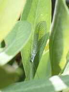 Image of Pseudomallada subcostalis (McLachlan 1882)