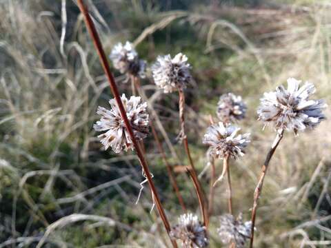 Image of Armeria arenaria subsp. segoviensis (Bernis) Nieto