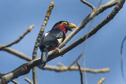 Image of Bearded Barbet