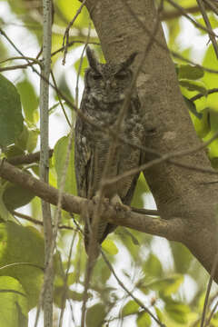 Image of Greyish Eagle-Owl