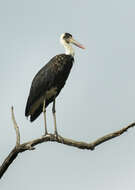 Image of African Woolly-necked Stork