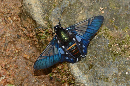 Image de Oxynetra semihyalina Felder & Felder 1862