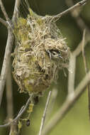 Image of Brown Sunbird