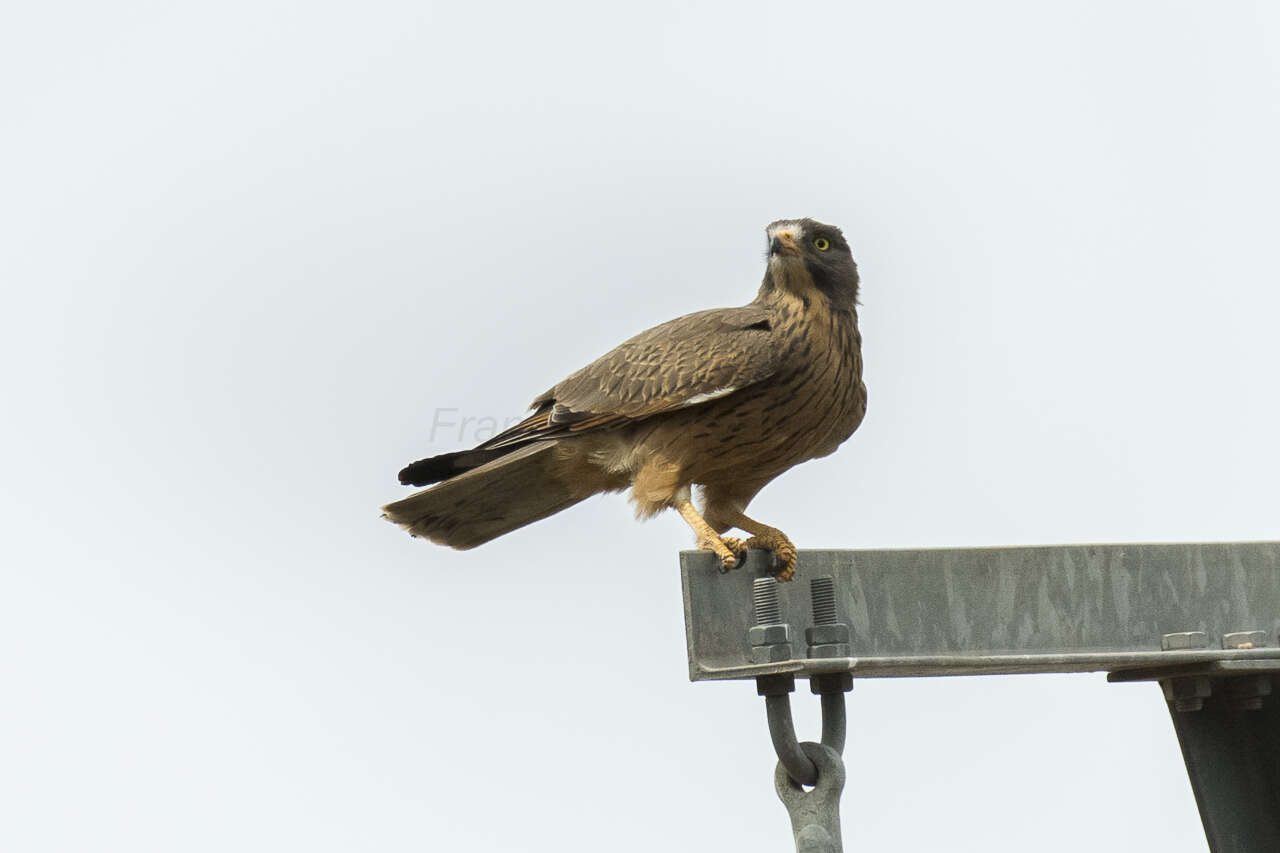 Image of Grasshopper Buzzard