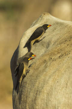 Image of oxpeckers