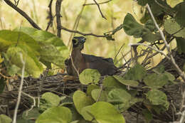 Image of White-backed Night Heron